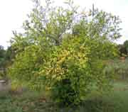 Trifoliate orange